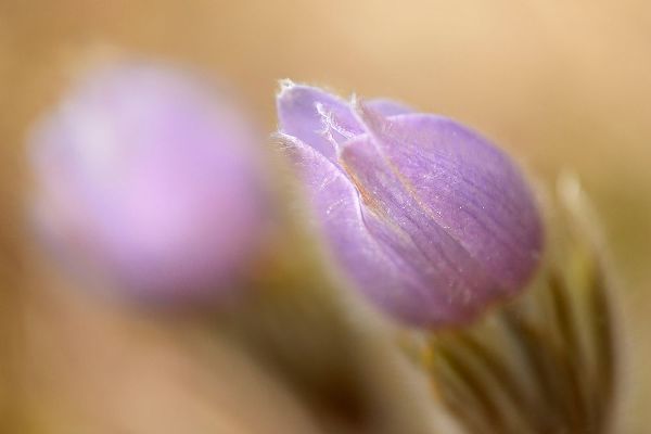 Canada-Manitoba-Libau Prairie crocus flower close-up